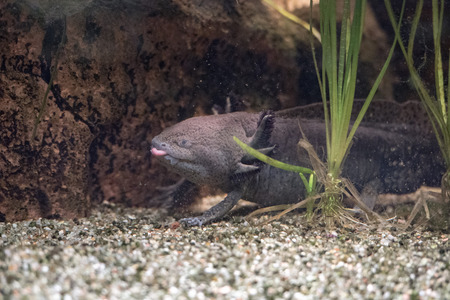axolotl mexican salamander portrait underwater while eatingの写真素材