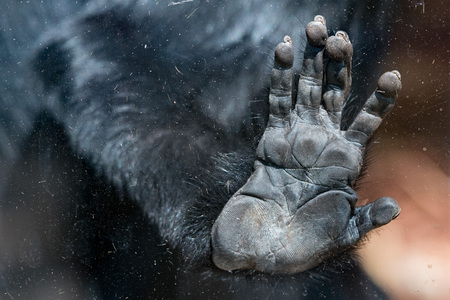 l'hoest's monkey hand detail close upの写真素材