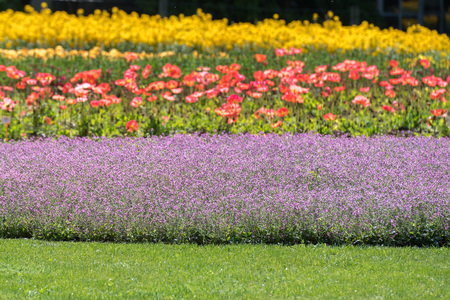 colorful poppy and flowers fieldの写真素材