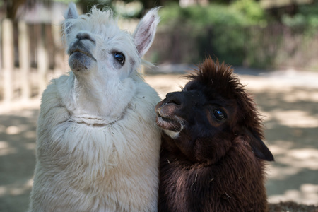 alpaca portrait close up looking at youの写真素材