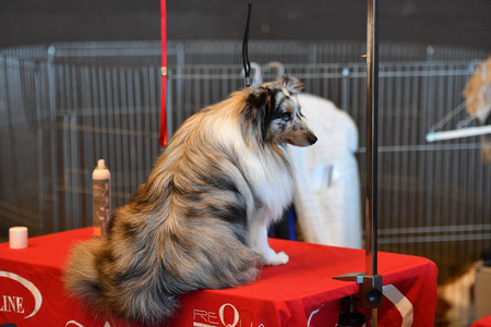 GENOA, ITALY - MAY 21 2016 - Annual public international dog show with more than thousand different dogs from all over the world, best in show, agility, obedience, defence, control, command.のeditorial素材
