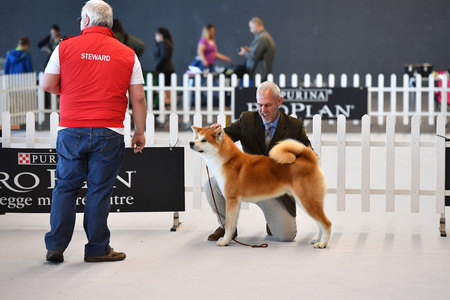 GENOA, ITALY - MAY 21 2016 - Annual public international dog show with more than thousand different dogs from all over the world, best in show, agility, obedience, defence, control, command.のeditorial素材