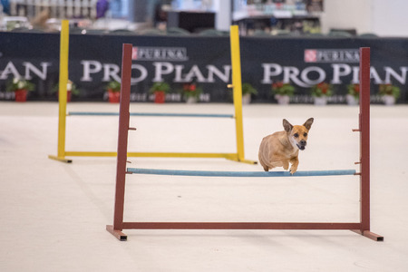 GENOA, ITALY - MAY 21 2016 - Annual public international dog show with more than thousand different dogs from all over the world, best in show, agility, obedience, defence, control, command.のeditorial素材