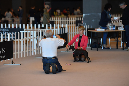GENOA, ITALY - MAY 21 2016 - Annual public international dog show with more than thousand different dogs from all over the world, best in show, agility, obedience, defence, control, command.のeditorial素材