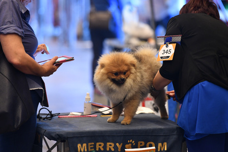 GENOA, ITALY - MAY 21 2016 - Annual public international dog show with more than thousand different dogs from all over the world, best in show, agility, obedience, defence, control, command.のeditorial素材