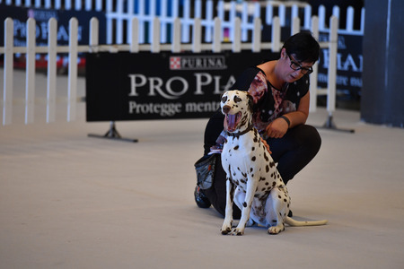 GENOA, ITALY - MAY 21 2016 - Annual public international dog show with more than thousand different dogs from all over the world, best in show, agility, obedience, defence, control, command.のeditorial素材