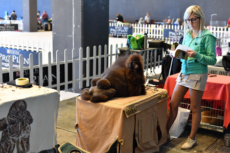 GENOA, ITALY - MAY 21 2016 - Annual public international dog show with more than thousand different dogs from all over the world, best in show, agility, obedience, defence, control, command.のeditorial素材