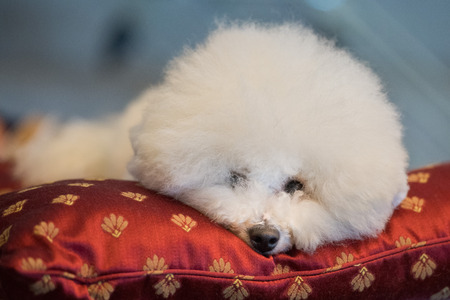 portrait of Poodle white dog looking at youの写真素材