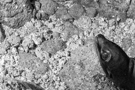 Puppy sea lion seal coming to you to have fun and play in black and whiteの写真素材