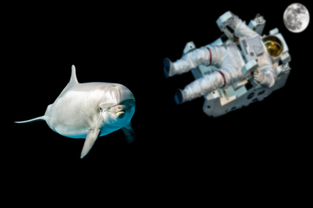 Fantasy Dolphin in fantasy (no nasa) space universe background looking at you