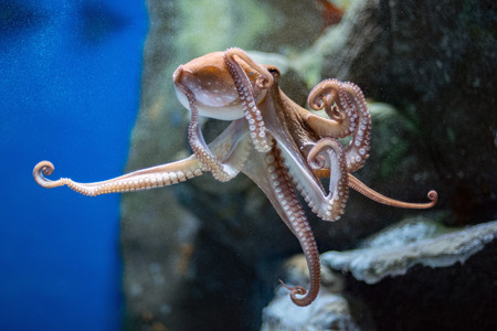 octopus underwater close up portrait detail