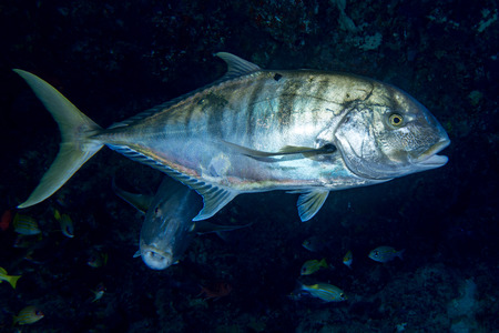 Giant trevally caranx fish on the black night dive background