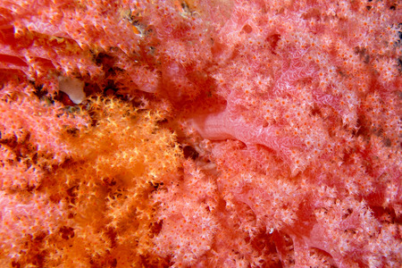 Alcyonarian Soft Coral wall underwater while diving in Maldives Asia