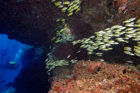 two butterfly fish in maldives with scuba diver silhouette