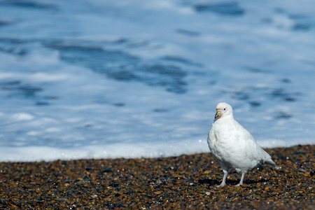 Snowy sheatbill Paloma Antarctica white bird portrait in Patagonia beach Argentina Chionis albusの写真素材