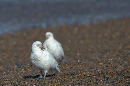 Snowy sheatbill Paloma Antarctica white bird portrait in Patagonia beach Argentina Chionis albusの写真素材