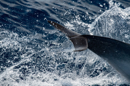 dolphin detail of fin jumping outside the seaの写真素材