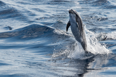tursiop dolphin jumping outside the waterの写真素材