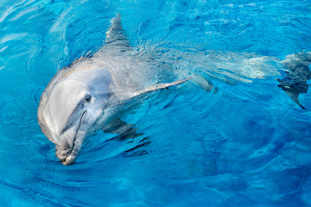 tursiop dolphin portrait detail of eye while looking at you from oceanの写真素材