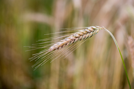 Mature Grain wheat field in summer time close up detail
