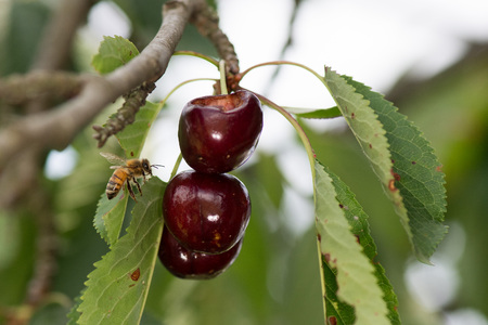 bee flying to mature red cherry on a treeの写真素材