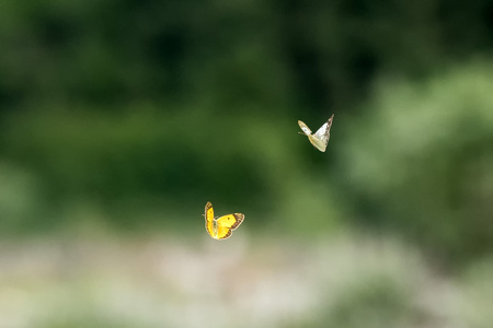 White and yellow flying butterfly on grass backgroundの写真素材