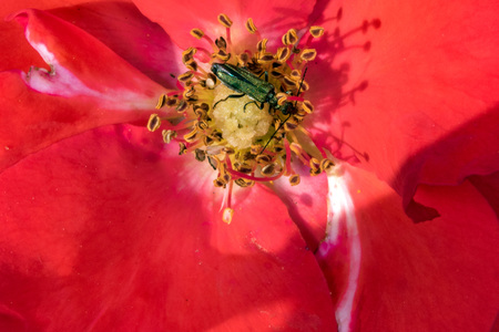 red and green cricket close up portrait on red flower yellow pistil backgroundの写真素材