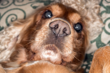 dog nose macro close up detail cocker spanielの写真素材