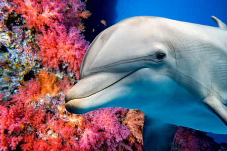 dolphin underwater on reef background looking at youの写真素材