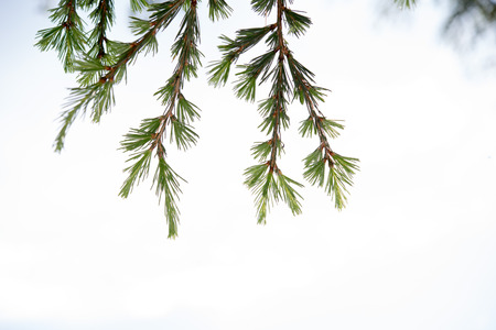 baby pine small green branches detail on white background