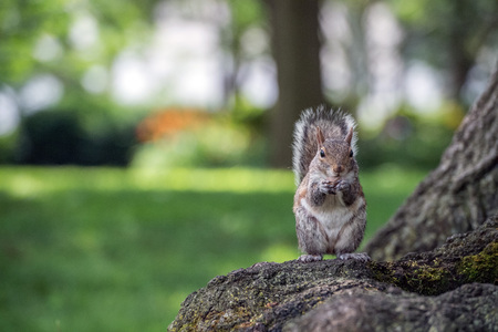 american grey squirrel on the green grass portrait while looking at you and eating a mushroomの写真素材