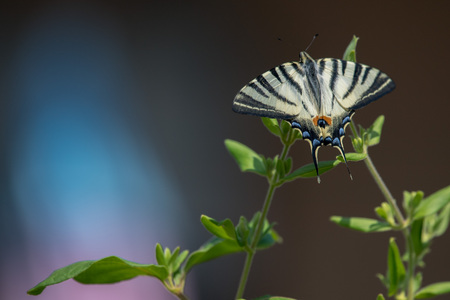 swallow tail butterfly machaon close up portrait macroの写真素材