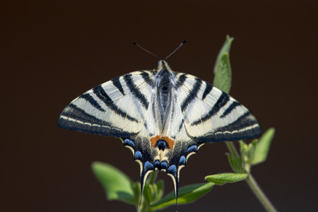 swallow tail butterfly machaon close up portrait macroの写真素材