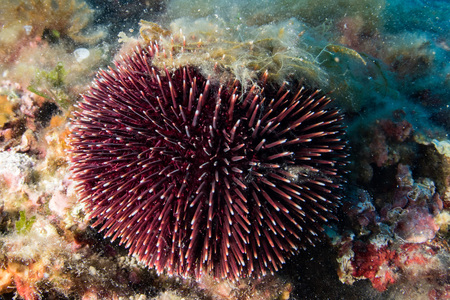 sea urchin close up portrait underwaterの写真素材