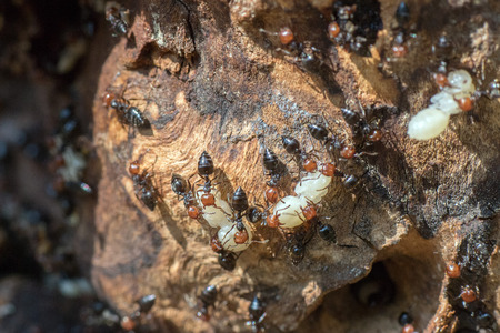 Red head black body fire ants honeypot Myrmecocystus detail macro inside anthill on a treeの写真素材