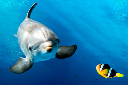 dolphin underwater on reef background looking at you nemo and doriの写真素材
