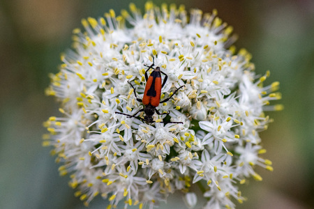 red and black beatle on yellow and whwite onion flower background