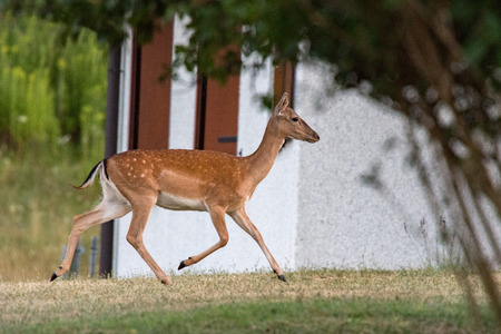 fallow deer at night isolated om grass background looking at youの写真素材