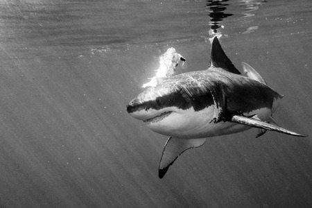 Great White shark while coming to attack you on b&w ocean backgroundの写真素材