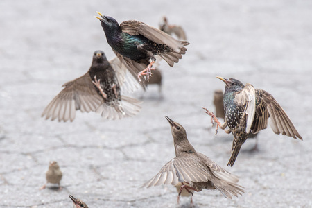 group of Birds fighting for food close up detailの写真素材