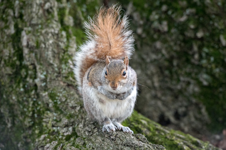 american grey squirrel on the green grass portrait while looking at you and eating a mushroomの写真素材