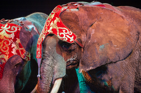 circus elephant on black backgroundの写真素材