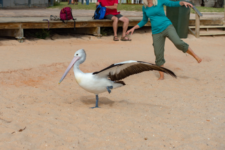 Pelican close up portrait on the beach in Australia while standing on one feetの写真素材