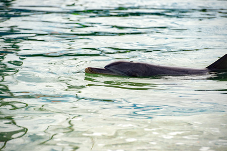 wild dolphins near the shore in Australia Monkey Mia beachの写真素材