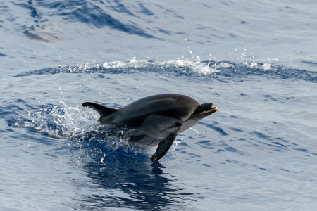 striped dolphin jumping outside the blue sea