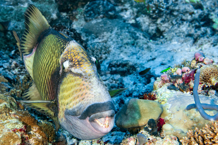 titan triggerfish on soft corals background