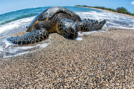 Green Turtle while relaxing near sandy beachの写真素材