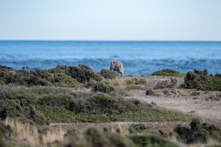 sheep flock on patagonia grass and blue ocean background in Argentinaの写真素材