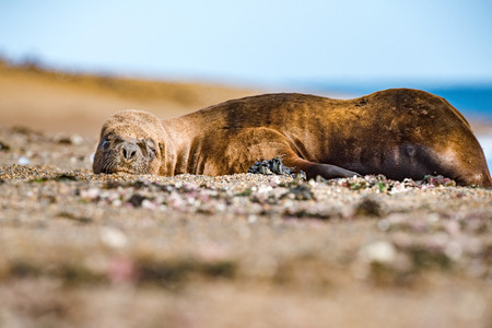 patagonia seal male sea lion relaxing on the beachの写真素材
