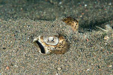 parsnip stingray fish on sand underwaterの写真素材